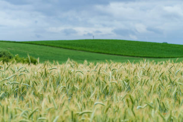 Idyllic farmland scene with green hills and wheat fields, under a cloudy sky, capturing rural serenity.