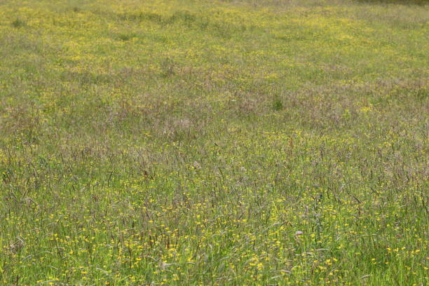Buttercups and long grasses in a meadow in summer