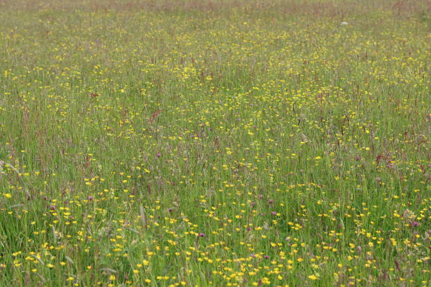 istock Buttercups and long grasses in a meadow in summer 2162920056
