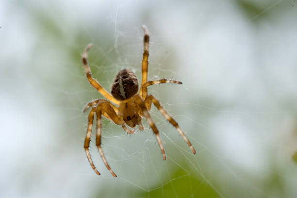 An European Garden Spider on its web in the State of Oregon. Taken in autumn in the Willamette Valley of Oregon. Side view.