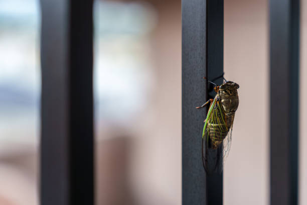 Black cicada material sticking to fence