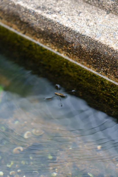 istock WATER STRIDER swimming in gutter water 2162922773
