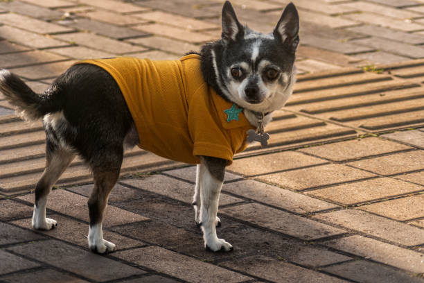 istock chihuahua dog with a sweatshirt 2162924632