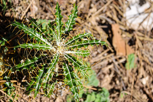 Ptilostemon Casabonae plant in Sierra del Segura y Cazorla, Spain