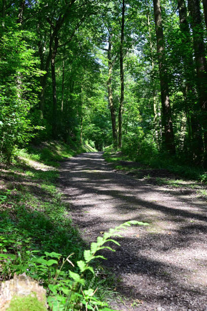 istock Path in wuppertal forest, Germany 2162926031