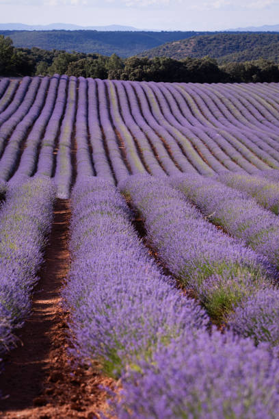 istock Lavender flower blooming scented fields in endless rows on sunset. Selective focus on Bushes of lavender purple aromatic flowers at lavender fields of the French Provence near Valensole. 2162927567
