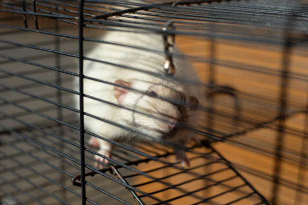 istock Rat in a cage. Mouse Behind Bars. Pet cage. 2162927739