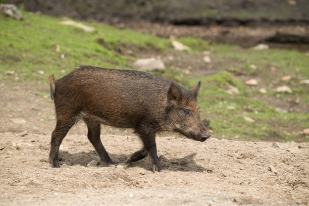 Young boar roaming on a dirt road