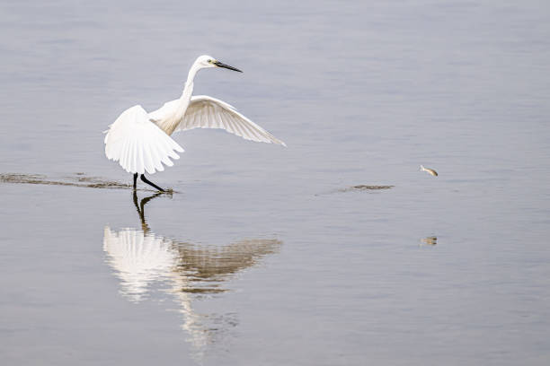 Egret hunting fish in shallow water