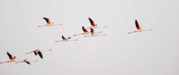 istock Panoramic Flock of flamingos in flight against clear sky 2162929793