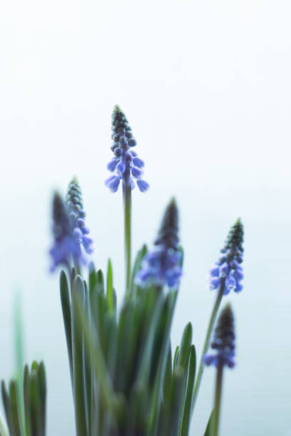 blue common grape hyacinth flower with water splashing studio shot