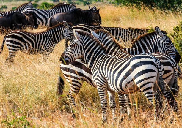 istock Wildebeests and Zebra Herd grazing in wilderness 2162931052