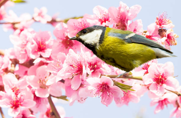 istock Titmouse on peach flowers on sky 2162932269