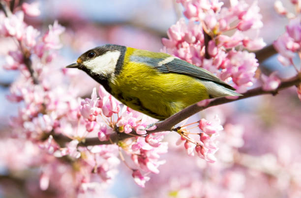 istock Titmouse on branch of Redbud tree Cercis 2162932280