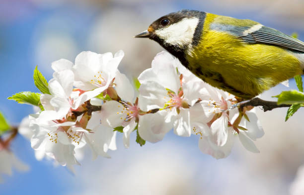 istock Titmouse on branch with cherry flowers 2162932281