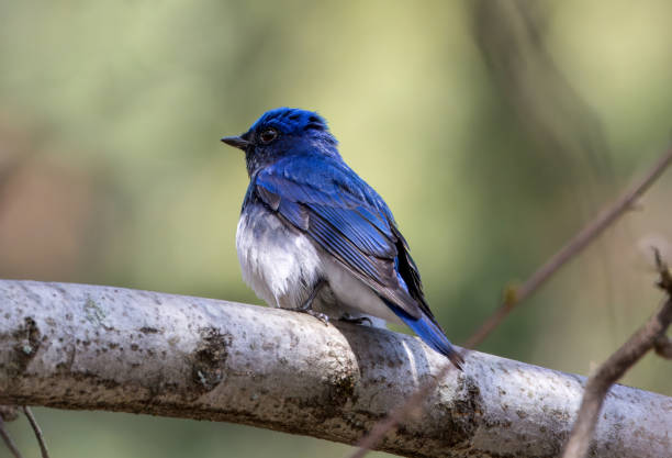 istock Blue bird on a branch of tree. 2162932803