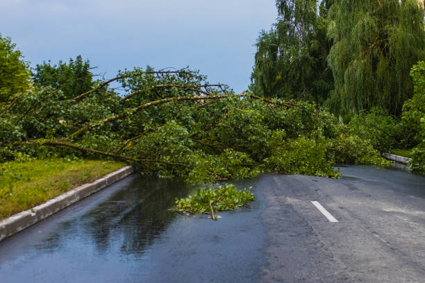 istock Broken branch after hurricane on road. Storm weather. 2162934255