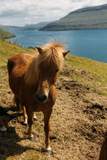 istock Wild Horse on Faroe Island 2162934501