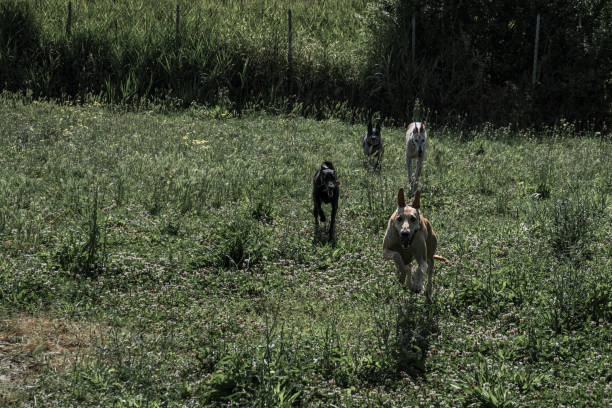istock Ivo, the spanish greyhound with friends 2162935625