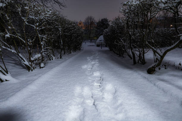 istock Trodden path on fresh white snow between hedges at early morning at winter 2162937375