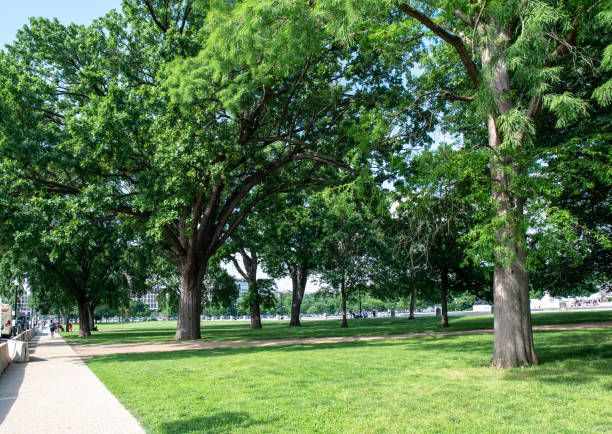 istock A sunny day in park with beautiful trees in Washington DC 2162938103