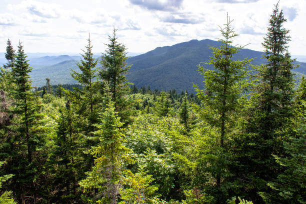 istock View of mountains and trees from the top 2162938725