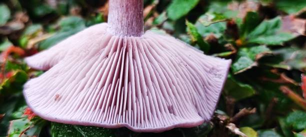 istock A pink mushroom, side on view, gills exposed. 2162940134