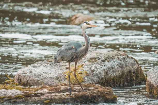 A heroic fisherman skillfully catches fish in a rocky river, showcasing his prowess amidst the natural beauty.
