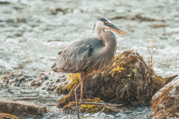 A heroic fisherman skillfully catches fish in a rocky river, showcasing his prowess amidst the natural beauty.