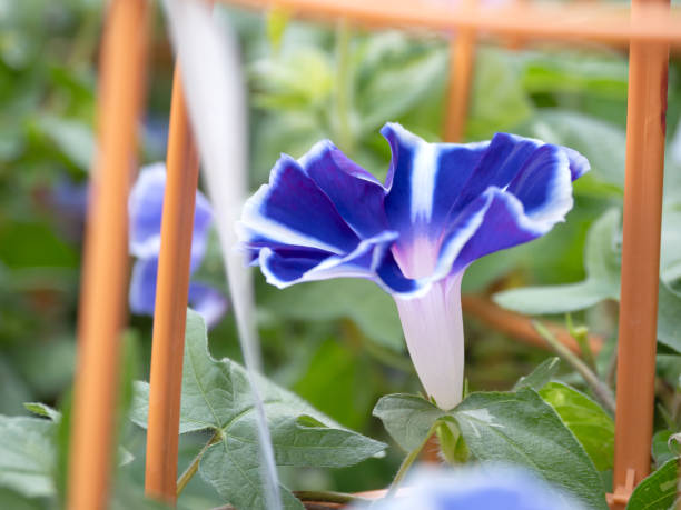 istock Iriya Morning Glory City Tokyo 2162941131
