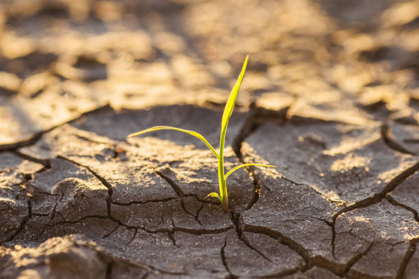 istock New life. Young sprout makes its way through soil. 2162941502
