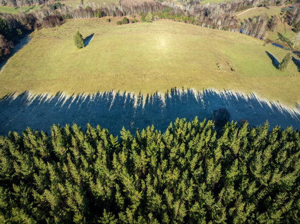 Trees shadows on icy grass in a winter morning in La Araucania region, southern Chile