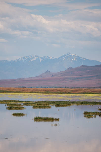istock Antelope Island in Summer 2162943449