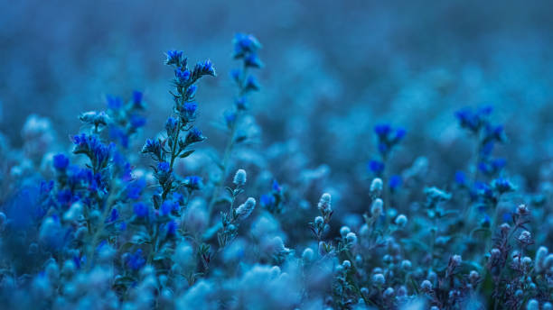 Meadow flowers macro photography. Morning
