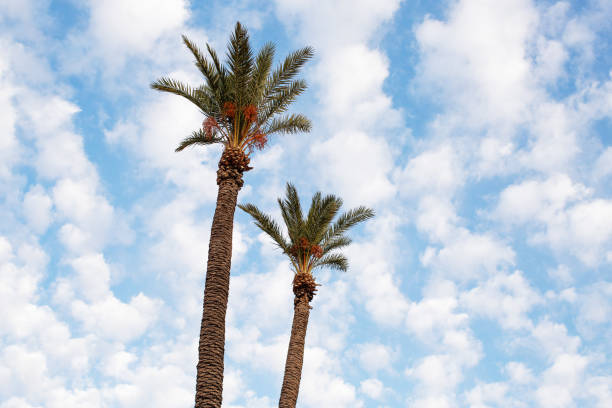 View of very tall Canary Island date palm(Phoenix canariensis), also known as pineapple palm growing in Phoenix, Arizona