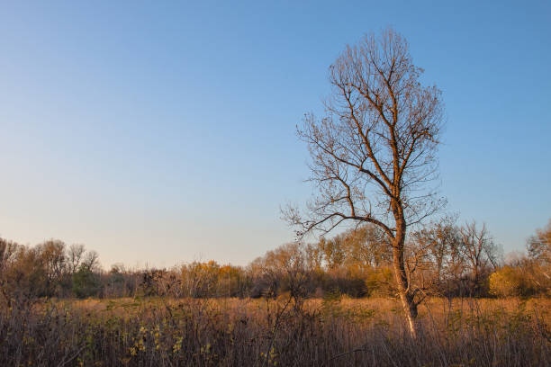 istock Autumn landscape. A single leafless tree against a blue sky 2162946477