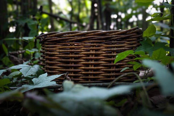 A rattan basket is in the forest area
