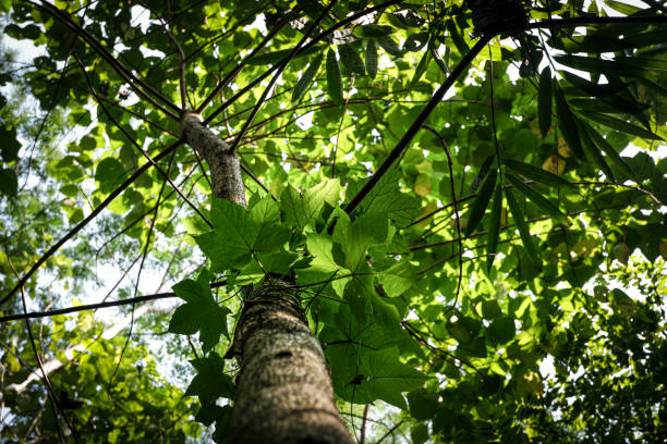 istock A tree trunk stands in a forest area 2162949307