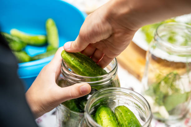 Home Cook Preparing Crunchy Pickled Cucumbers in Clear Jars with Fresh Ingredients for Canning and Preservation A hands-on approach to home canning, showcasing the process of packing fresh cucumbers into jars. Ideal for food enthusiasts and healthy eating advocates, emphasizing traditional pickling methods. dill pickle stock pictures, royalty-free photos & images