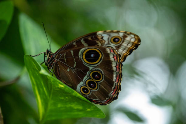 istock Brown Blue Morpho Butterfly on Leaf; Morpho Peleides (Ventral) 2162952498