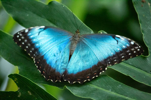 Blue Morpho Butterfly; Morpho Peleides (Dorsal); Blue Butterfly on Leaf; Butterfly Conservation