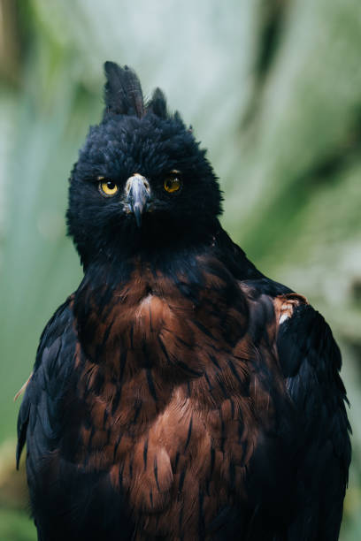 Black-and-chestnut eagle with intense yellow eyes A close-up portrait of a black-and-chestnut eagle, showcasing its intense yellow eyes and intricate feathers eurasian black vulture stock pictures, royalty-free photos & images