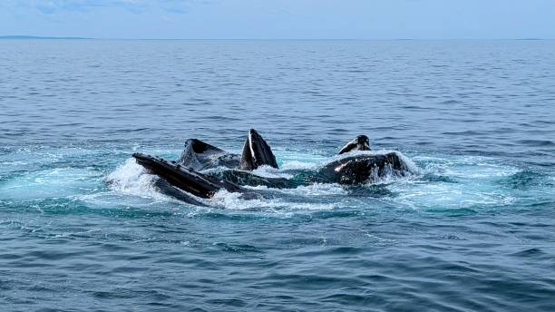 istock Bubble net of humpback whales 2162952650