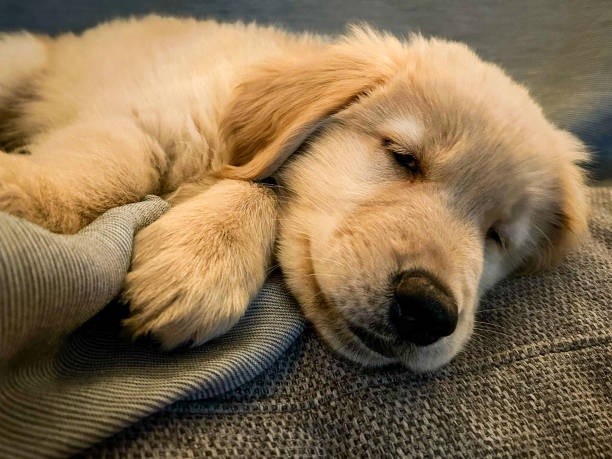 istock Little Golden Girl 2162954615