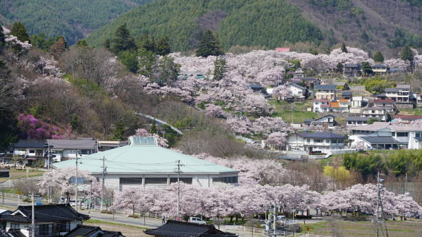 istock Cherry blossoms in bloom in Takato, Nagano, Japan 2162956514