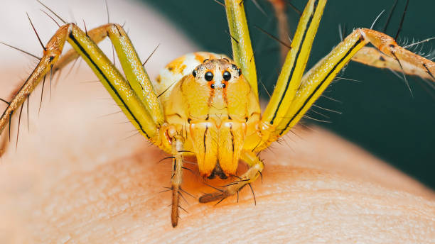 istock Yellow Striped Lynx Spider on human skin. 2162956816