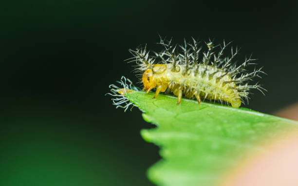 istock Yellow mexican Beetle ladybug caterpillar on a green leaf. 2162956818