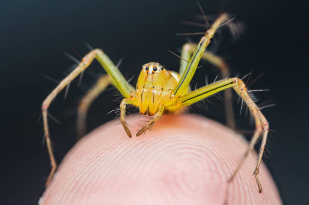 istock Yellow Striped Lynx Spider on human skin. 2162956821
