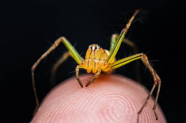 Yellow Striped Lynx Spider on human skin, Close up of insect photo.