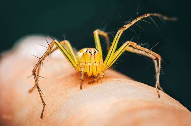 istock Yellow Striped Lynx Spider on human skin. 2162956834